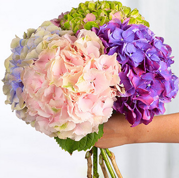 Bouquet d'hortensias